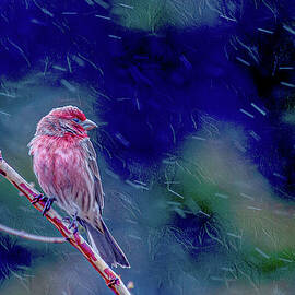 Finch in the Rain