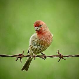 Finch on a Fence by Carmen Macuga