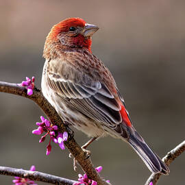 Finch On Redbud by Gina Fitzhugh