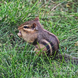 Finding Leftover Birdseed