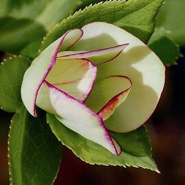 Fire And Ice Spring Hellebore Bud by Alida M Haslett