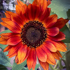 Fire Sunflower by Saving Memories By Making Memories