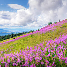 Fireweed Flowers on the High Alpine Slopes by Harry Beugelink