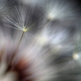 Fireworks by Ursula Abresch