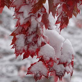 First Snow on Red Leaves by Lyuba Filatova