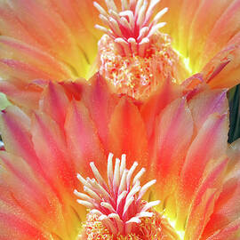 Fishhook Cactus Flowers by Douglas Taylor