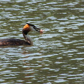 Fishing Great Crested Grebe by James Dower