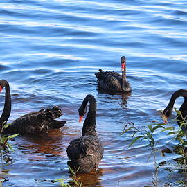 Five Black Swans by Michaela Perryman
