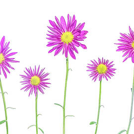 Five Dancing Flowers by Sandi Kroll