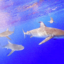 Five Galapagos Sharks by Anthony Jones
