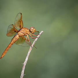 Flame Skimmer Dragonfly - male by Rosemary Woods Images