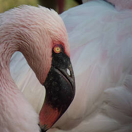 Flamingo 3 by Christy Garavetto