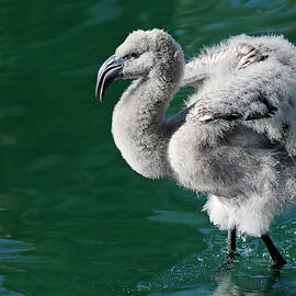 Flamingo Chick by Shoal Hollingsworth