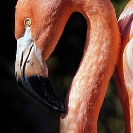 Flamingo by Jack Nevitt