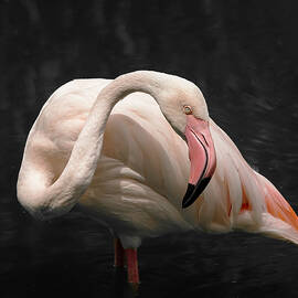 Flamingo Pose-I by Ray Silva