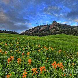 Flatirons Yellow Wildflowers by Scott Mahon