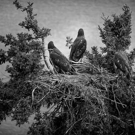 Fledling Bald Eagles in nest on top of a Pine by Richard Smith