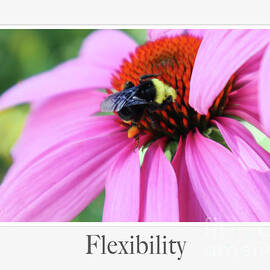 Flexibility by D Lee
