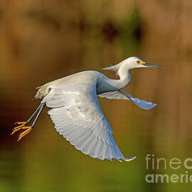 Flight of Snowy Egret by Dale Erickson