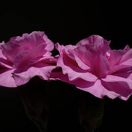 Floating Carnations by Linda Howes