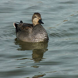 Floating Gadwall by James Dower