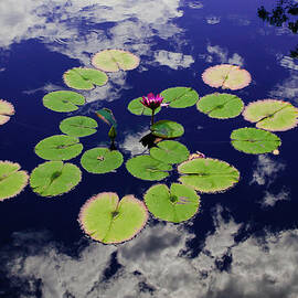 Floating Lily Pad by John Bartelt