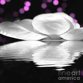 Floating Magnolia by Jenny Revitz Soper