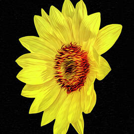 Floating Sunflower by Kay Brewer