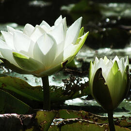 Floating White Waterlily by James Dower