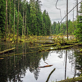 Flood in Coniferous Forest  by Alex Lyubar