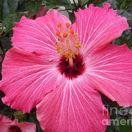 Flor Tropical - Hibiscus by Miriam Danar