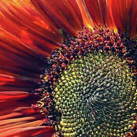 Florets Of The Red And Yellow Sunflower by Debbie Oppermann