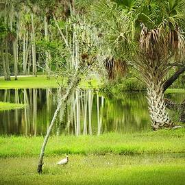 Green Area near Port St. Lucie Fl by Slawek Aniol