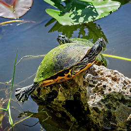 Florida Cooter by Kelley King