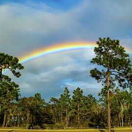 Florida Rainbow by Donna Kaluzniak