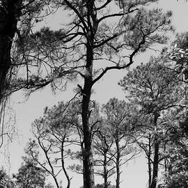 Florida Trees by Mesa Teresita