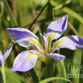 Florida Wild Iris by Diann Fisher