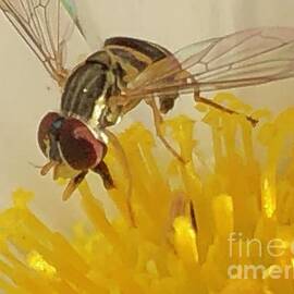 Flower Fly by Catherine Wilson