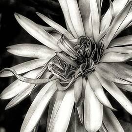 Flower in Black and white by Marie-Elaina Reichle HCA CPhT