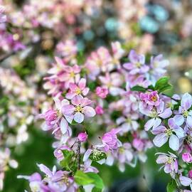 Flowering Crabapple by JHolmes Snapshots