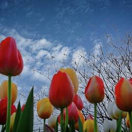 Tulips  are Springing Up by Dennis Baswell