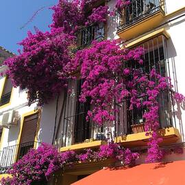 Flowers in Marbella. Spain by Francisco Capilla Hervas