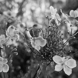 Flowers Of Anemone Hybrida In Black And White 2. by Nina Kulishova