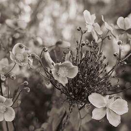 Flowers Of Anemone Hybrida In Sepia 2. by Nina Kulishova