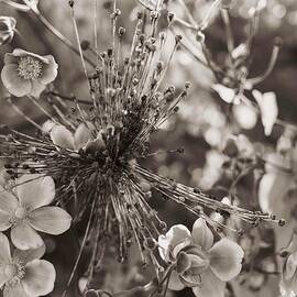 Flowers Of Anemone Hybrida In Sepia. by Nina Kulishova