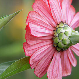 Flowers Talk by LeeAnn McLaneGoetz McLaneGoetzStudioLLCcom