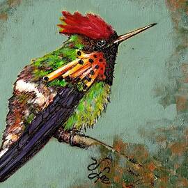 Fluffed-out Frilled Coquette by VLee Watson