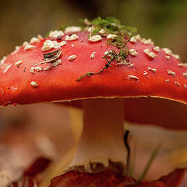 Fly agaric cap covered with moss by Eckart Mayer Photography