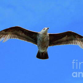 Flying Seabird by Atiqur Rahman