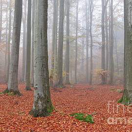 Fog in the beech forest in autumn by Michal Boubin